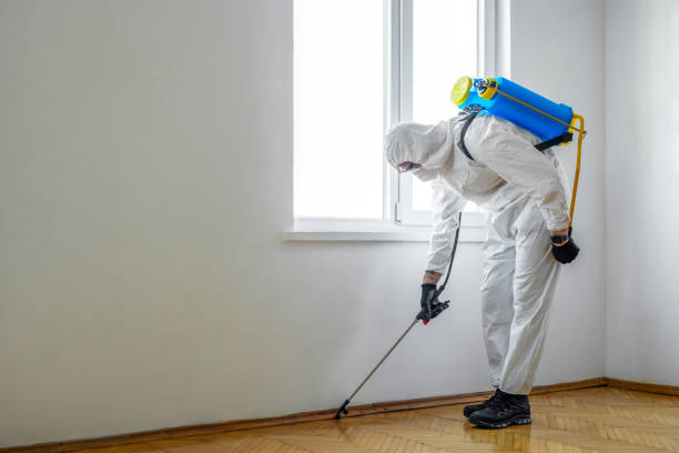 Best Wasp Removal Services  in Jasmine Estates, FL