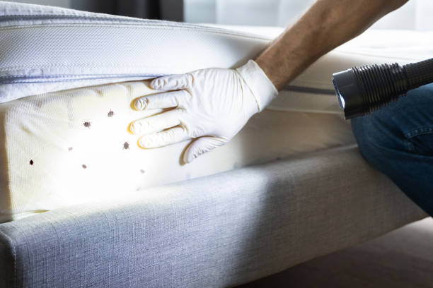 Best Flea Control Services  in Jasmine Estates, FL